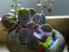 艺术树脂花盆+多浆肉肉植物-A+匠心DIY手工坊·首饰·微景观