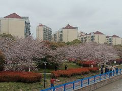 -高东镇樱花园