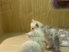 -屋虎猫馆(宝安大仟里店)