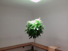 -光作面包Voila Lumiere(中山店)