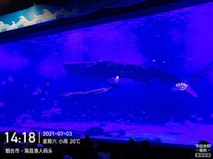 -烟台海昌鲸鲨海洋公园