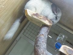 -藦茜花园宠物主题亲子互动体验馆(国顺东路店)