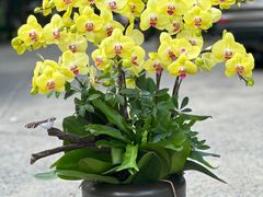 -上海虹桥花卉市场经营管理有限公司-停车场