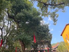 -超山青莲寺