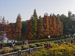 -三水森林公园