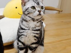 -有喵·猫咖·狗咖·30几只猫10只小狗(岗厦店)