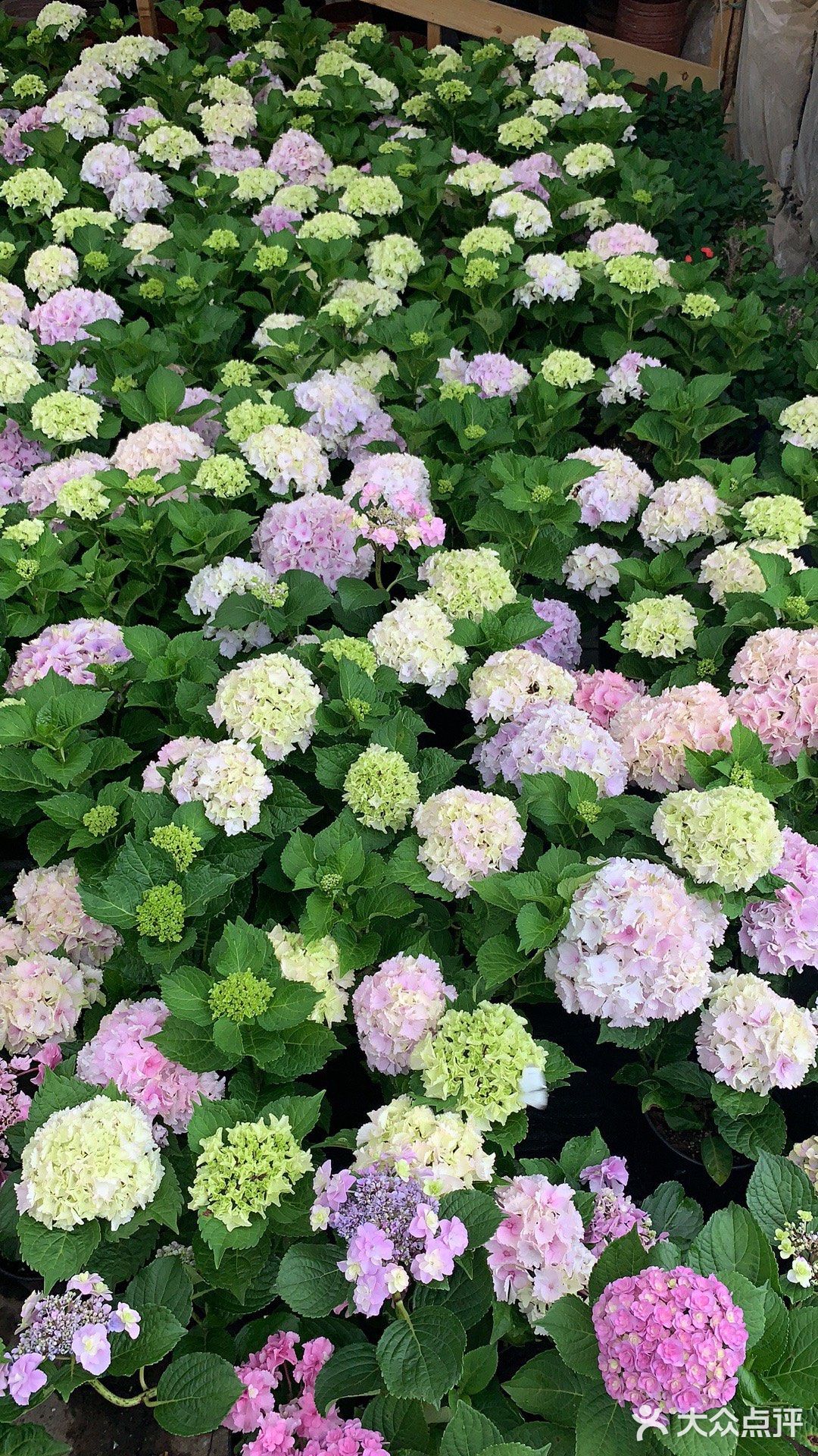 娇艳欲滴の夏日鲜花打卡地🌹