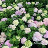 娇艳欲滴の夏日鲜花打卡地🌹