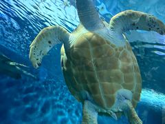 -上海海洋水族馆