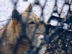 -大连森林动物园