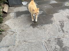 -知亘茶食