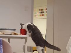 -瑞鹏宠物医院犬猫全科(真大分院)