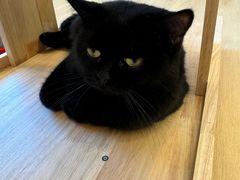 -有喵·猫咖·狗咖·30几只猫10只小狗(岗厦店)