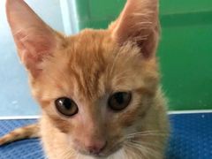 -爱牧宠物医院·猫专科·骨科·内窥镜(甪直店)