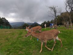 -大九湖