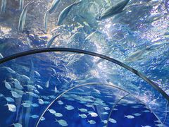 -上海海洋水族馆