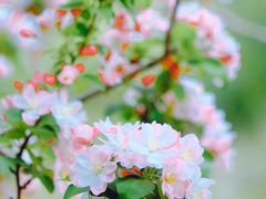 -海棠花溪(元大都城垣遗址公园)