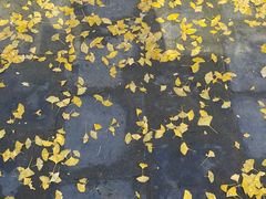 -北京石刻艺术博物馆(五塔寺)