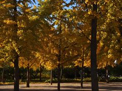 -朝阳公园游乐园