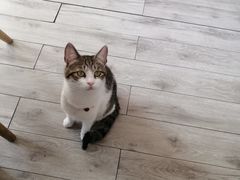 -海边的猫和咖啡馆