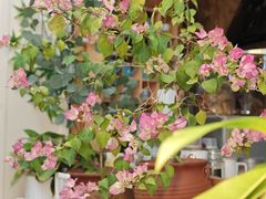 -谷咖啡·鲜花绿植花园餐厅
