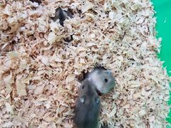 -苏州艺都古玩花鸟市场