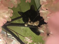 -猫猫幼稚园·撸猫·桌游·电玩