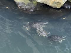 -普陀山风景名胜区-法雨禅寺