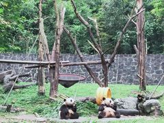 -都江堰中华大熊猫苑