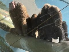 -石家庄市动物园