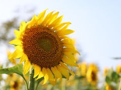 -花开海上生态园