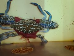 -众味海鲜大排档·活海鲜·潮汕味(南澳店)
