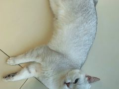 -怪兽屋·羊驼·猫咖·狗咖(俊华广场店)