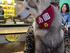 -Husky Go! 哈士奇体验馆·宠物咖啡厅狗咖
