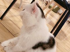 -Cappucimeow猫咪咖啡馆(韦伯时代店)