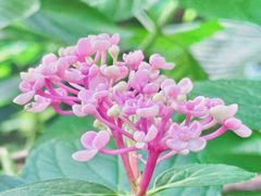 -谷咖啡·鲜花绿植花园餐厅