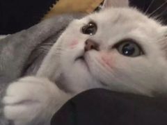 -书亦烧仙草(信誉楼店)