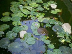 android_upload_pic-荷香居(洞企石路店)