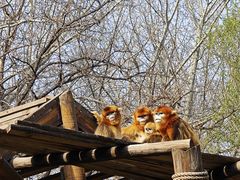 -北京野生动物园