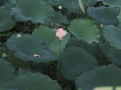 -荔湾湖公园