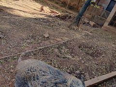 -昆明动物园