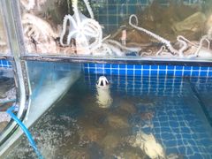 -蟹谢蒸鲜自助餐厅