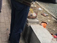 -长宁东道花卉宠物市场