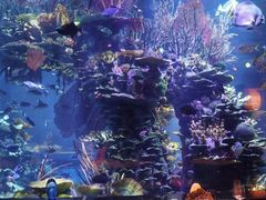 -迪拜帆船酒店海底餐厅