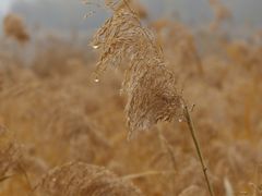 -野鸭湖国家湿地公园