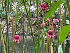 -中国科学院西双版纳热带植物园