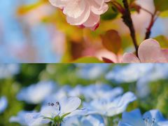 -花开海上生态园