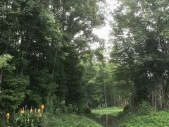 -桤木河湿地公园