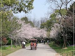 -上海滨江森林公园