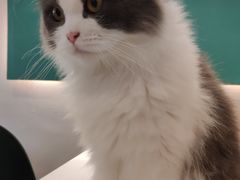 -飞行喵MR PILOT|猫舍·猫咖(静安大融城店)
